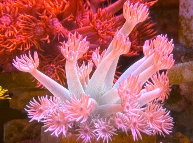 Close-up of colorful pink soft corals in a vibrant aquarium setting, showcasing marine beauty.