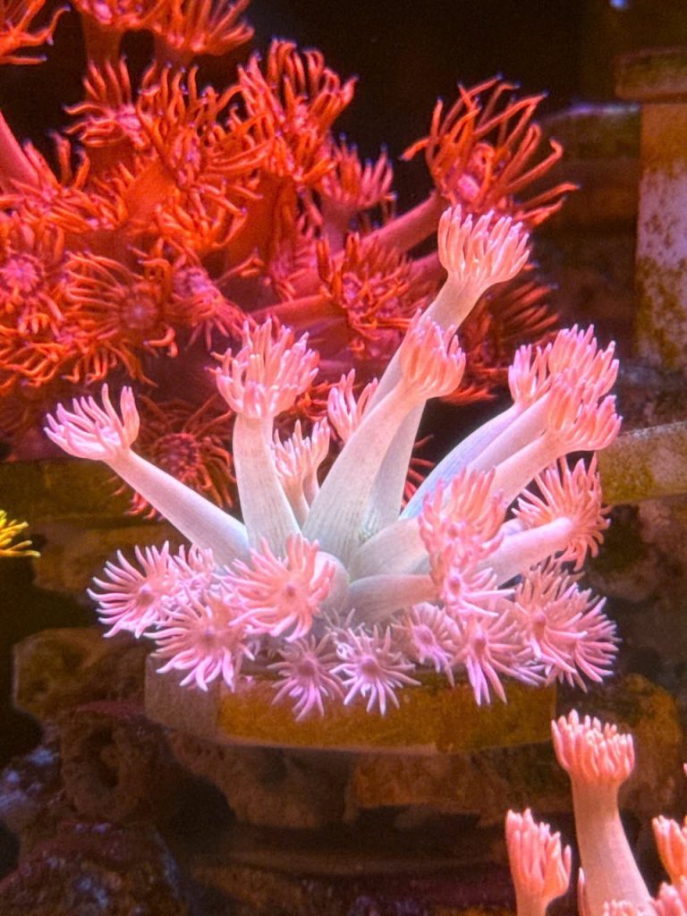 Close-up of colorful pink soft corals in a vibrant aquarium setting, showcasing marine beauty.