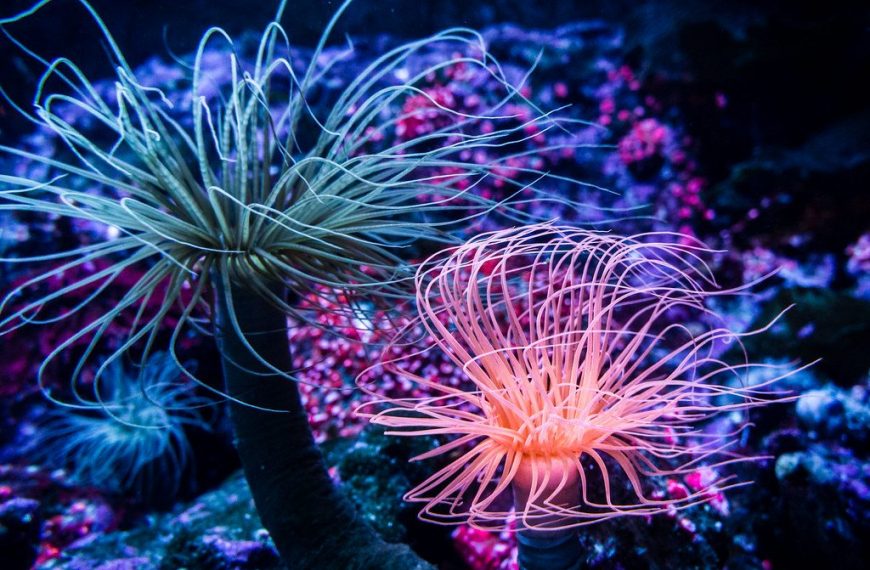 Reef Coral Compatibility Guide