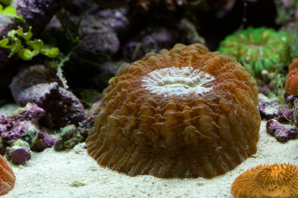 Detailed view of a colorful rugose coral in a marine aquarium setting, showcasing textures and colors.