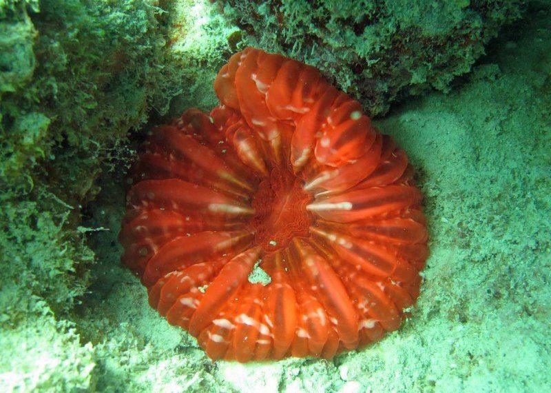 Cynarina Corals Care
