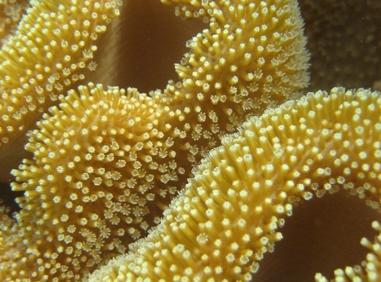 Chemical Warfare in Reef Tanks