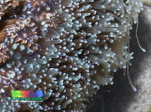 Coral Aggression and Sweeper Tentacles