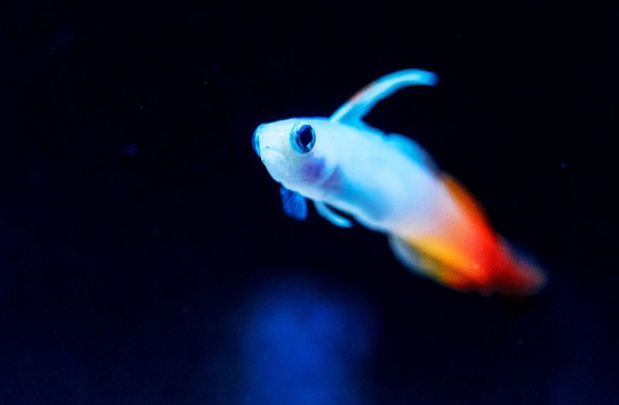 Reef Safe Fish Guide