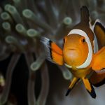 Vibrant clownfish swimming among coral in the Philippines' marine biodiversity hotspot.