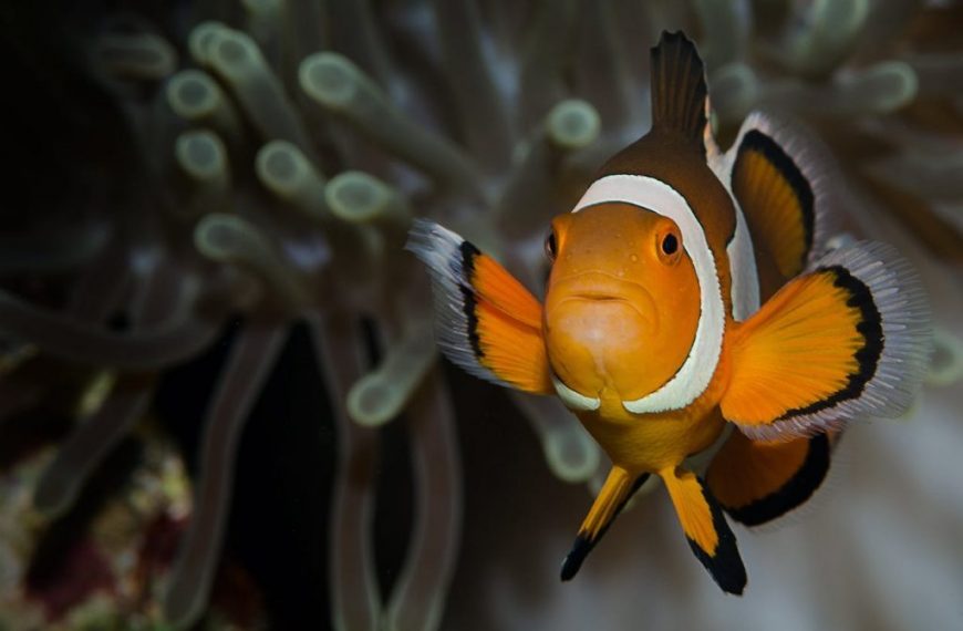 Vibrant clownfish swimming among coral in the Philippines' marine biodiversity hotspot.