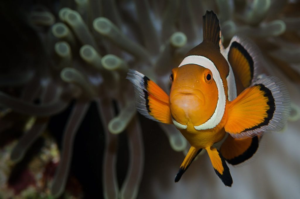Vibrant clownfish swimming among coral in the Philippines' marine biodiversity hotspot.