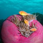 Colorful clownfish swimming around a sea anemone on a coral reef in the Great Barrier Reef, Australia.