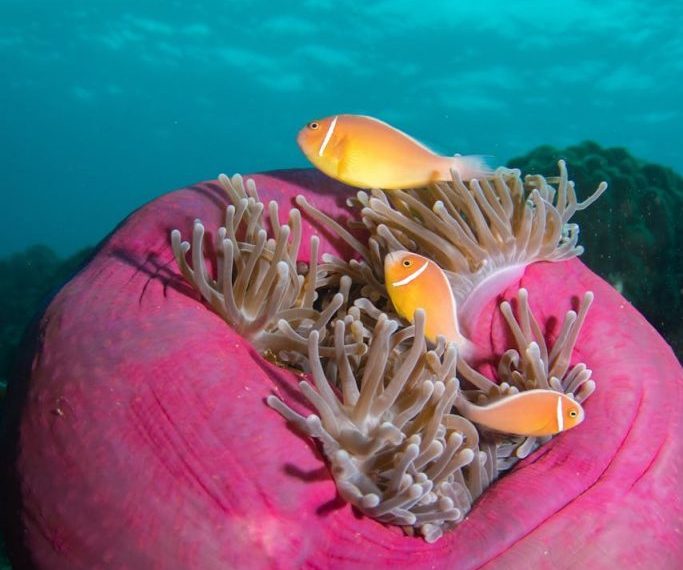 Colorful clownfish swimming around a sea anemone on a coral reef in the Great Barrier Reef, Australia.