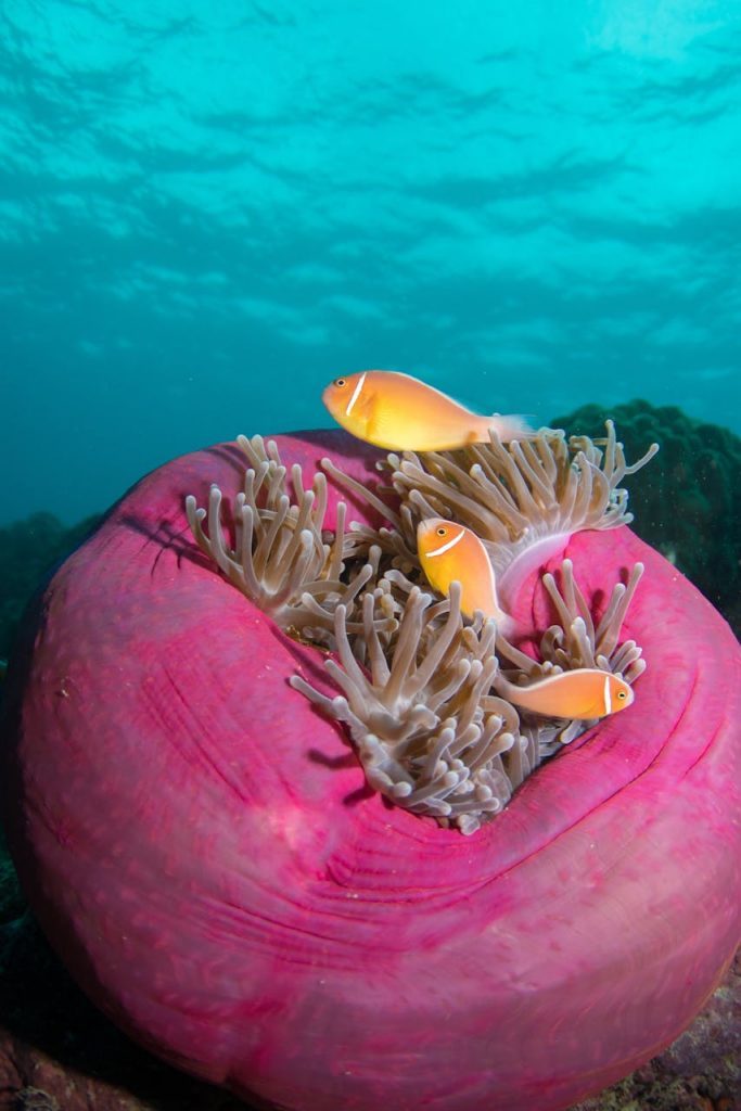 Colorful clownfish swimming around a sea anemone on a coral reef in the Great Barrier Reef, Australia.
