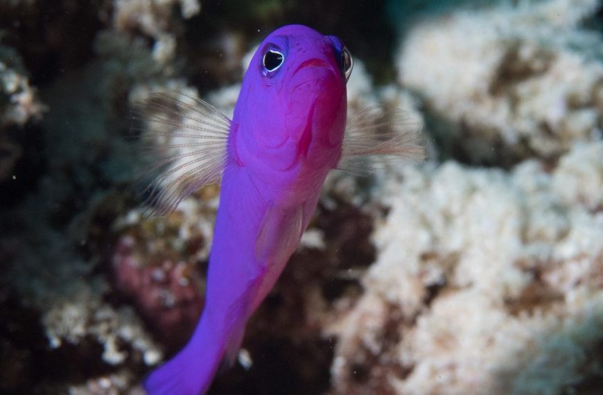 Reef Fish Quarantine Guide