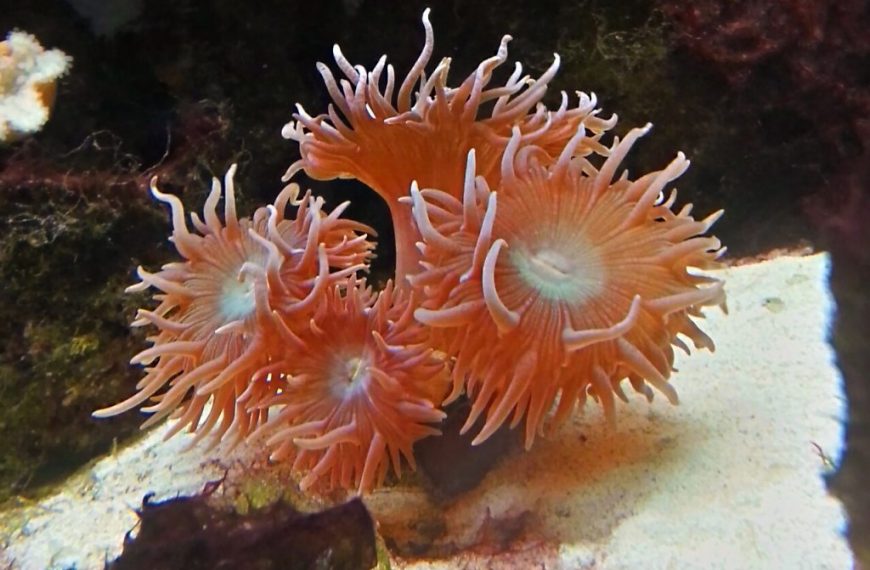 LPS Coral Health Checklist