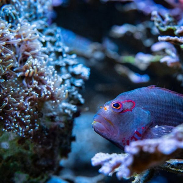 Arc Eye Hawkfish (Paracirrhites arcatus)