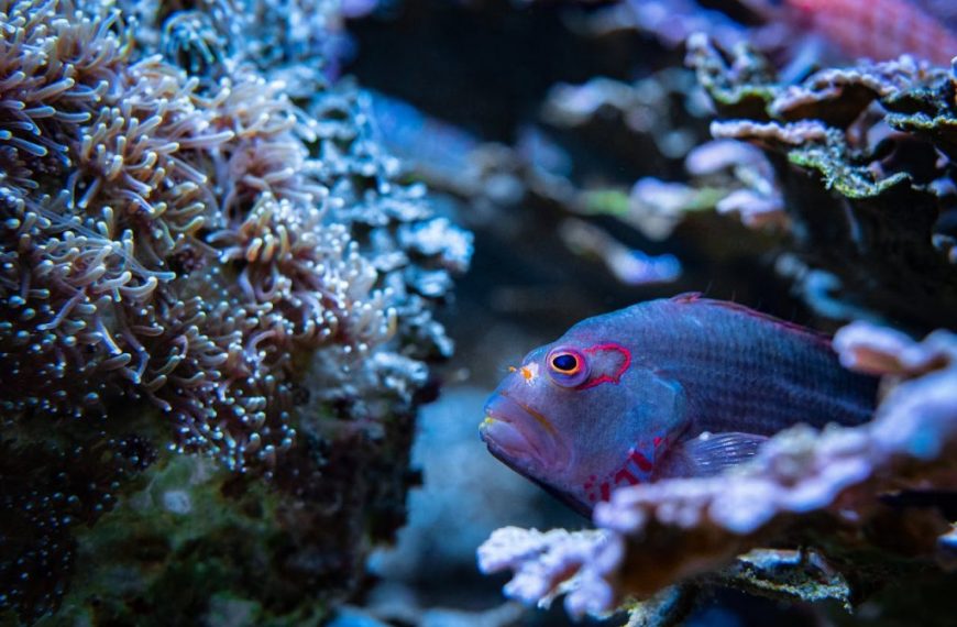 Vibrant fish swimming in a vivid coral reef, showcasing marine biodiversity.