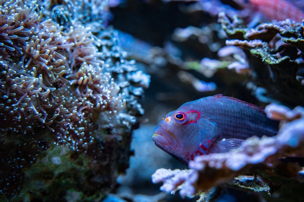 Vibrant fish swimming in a vivid coral reef, showcasing marine biodiversity.