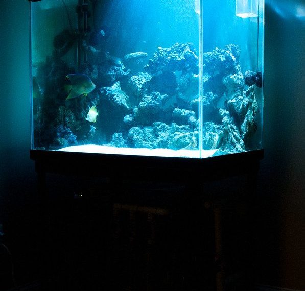 Reef Lighting For Soft Corals