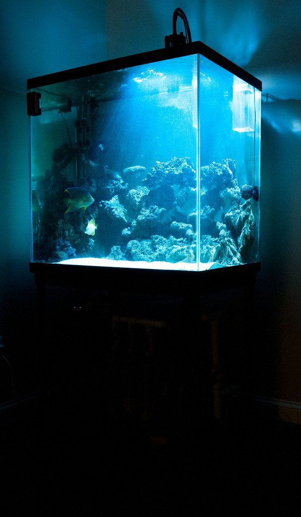 Reef Lighting For Soft Corals