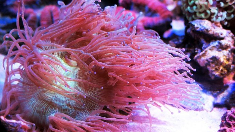 Elegance Corals Care