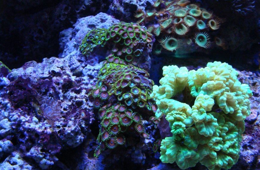 Reef Tank Fallow Period Guide
