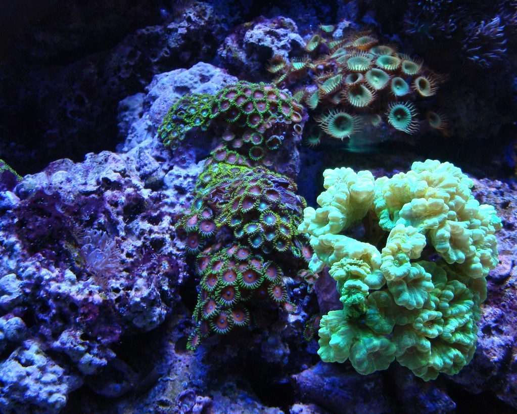 Reef Tank Fallow Period Guide
