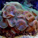 A detailed view of colorful corals showcasing textures and vibrant hues under water.