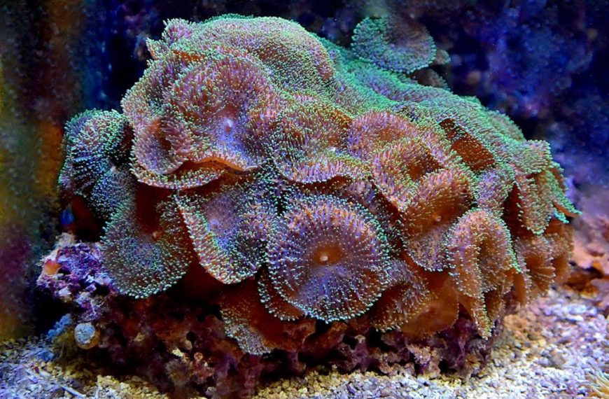 A detailed view of colorful corals showcasing textures and vibrant hues under water.