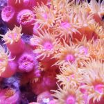 A close-up shot of vibrant, pink, and orange sun coral underwater, showcasing its intricate marine beauty.