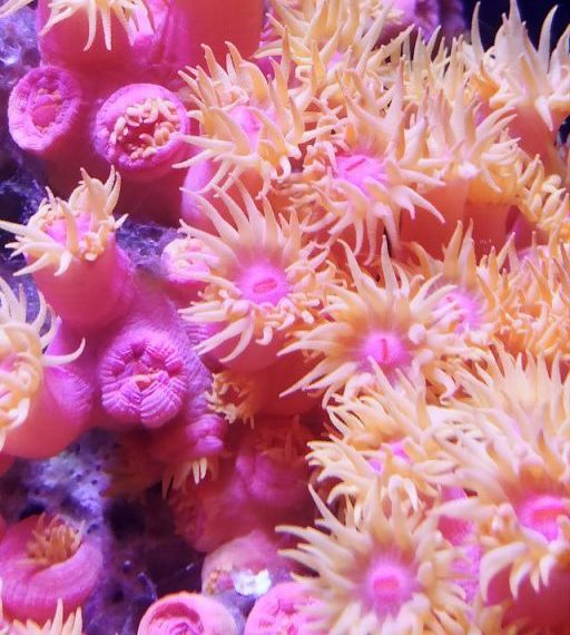 A close-up shot of vibrant, pink, and orange sun coral underwater, showcasing its intricate marine beauty.