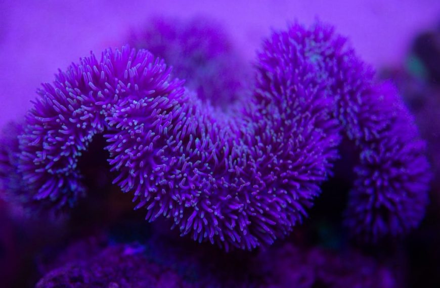 Closeup of bright exotic marine coral formations growing underwater in transparent blue seawater