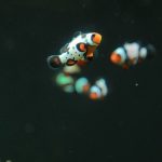 A group of clown fish swimming in an aquarium