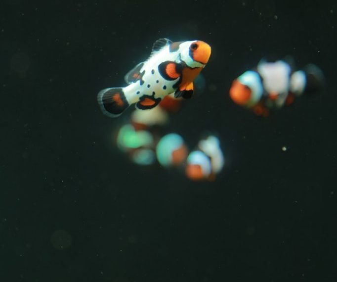 A group of clown fish swimming in an aquarium