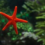 Close-up of a colorful starfish in an aquarium with aquatic plants.