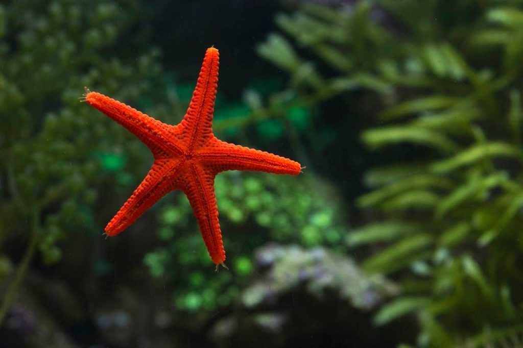 Close-up of a colorful starfish in an aquarium with aquatic plants.