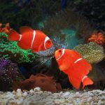 Two vivid clownfish swim among vibrant corals in an aquarium showcasing marine life.