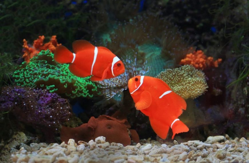 Two vivid clownfish swim among vibrant corals in an aquarium showcasing marine life.
