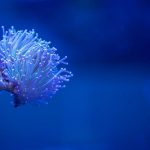 Close-up view of a colorful sea anemone in an underwater aquarium setting.