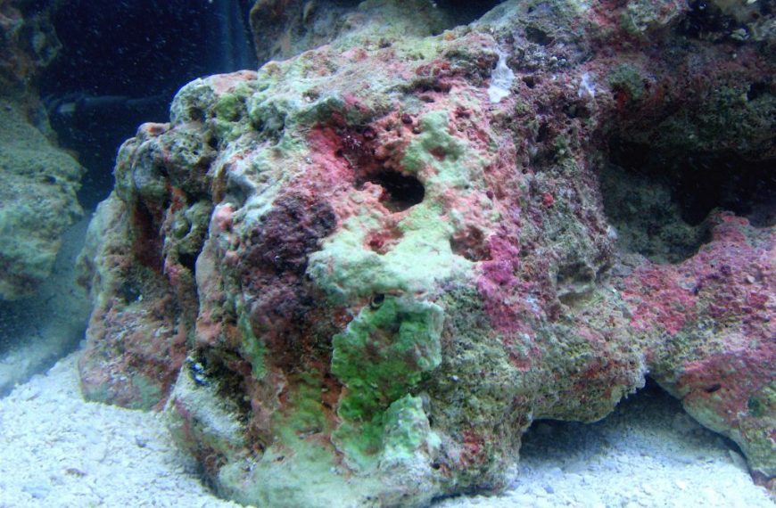 Fish Only with Live Rock Setup