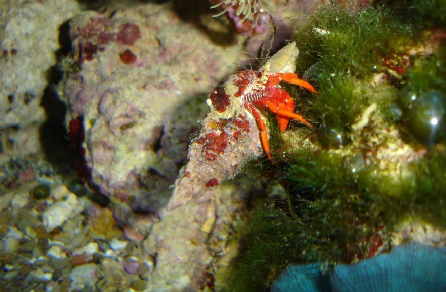 Reef Algae Troubleshooting