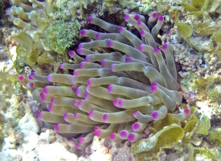 Condylactis Anemone (condylactis Gigantea)