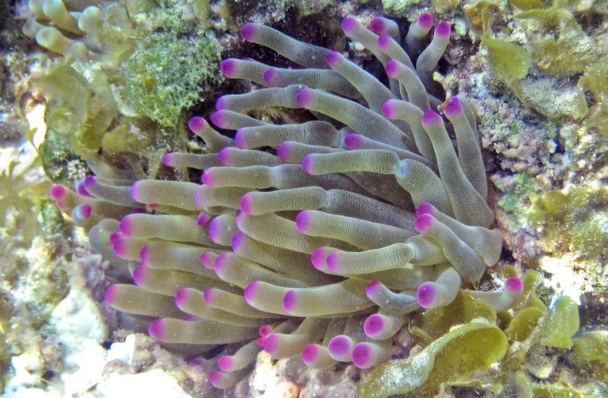 Condylactis Anemone (condylactis Gigantea)