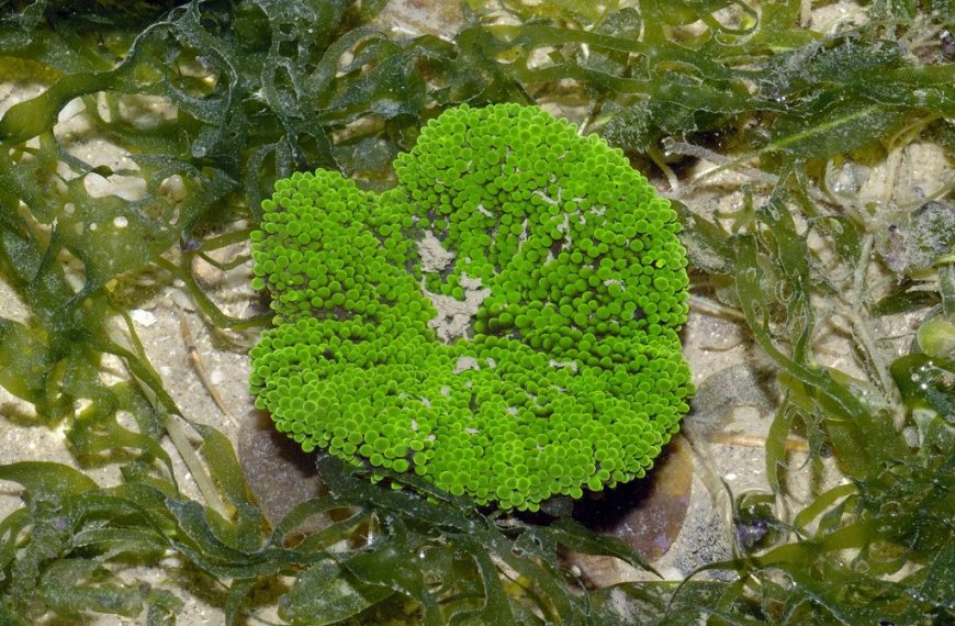 Mini Carpet Anemone (stichodactyla Tapetum)