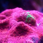 Bleeding Apple Bowerbanki