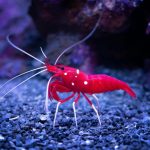 Blood Red Fire Shrimp