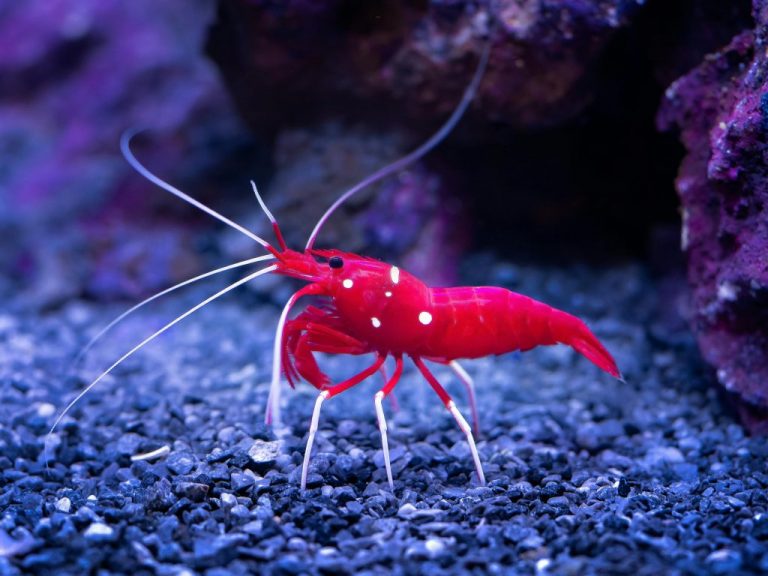 Blood Red Fire Shrimp