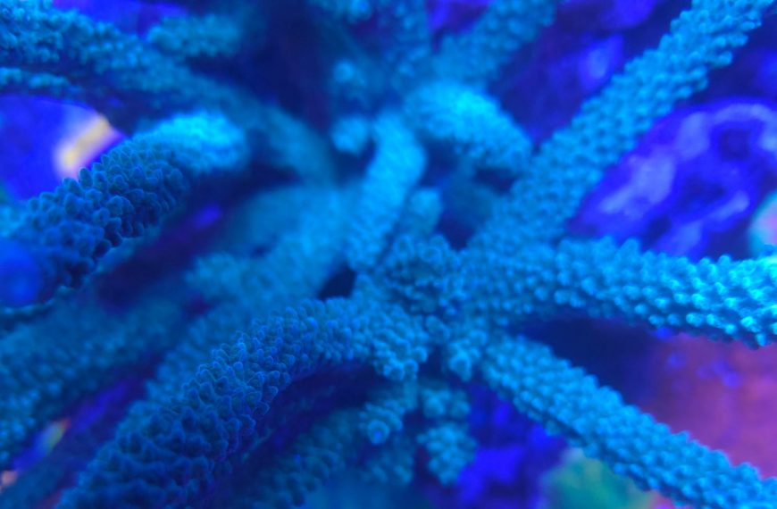 Blue Acropora Staghorn