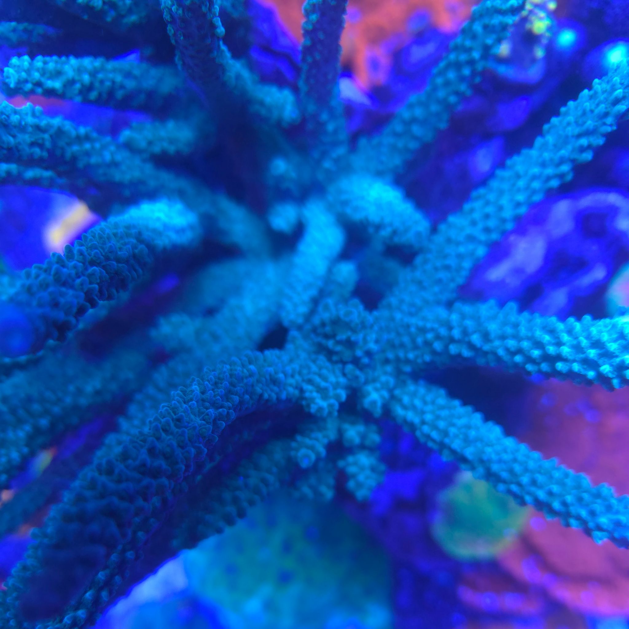 Blue Acropora Staghorn