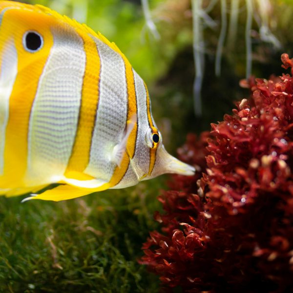 Copperband Butterflyfish (Chelmon rostratus)