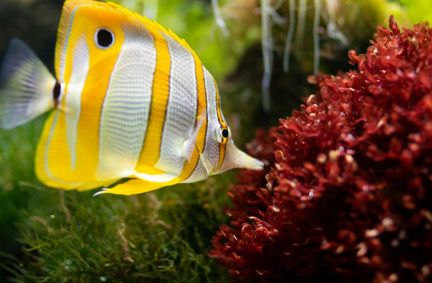 Copperband Butterfly