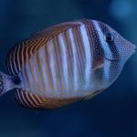 Desjardini Sailfin Tang