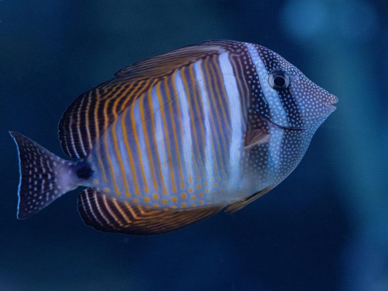 Desjardini Sailfin Tang